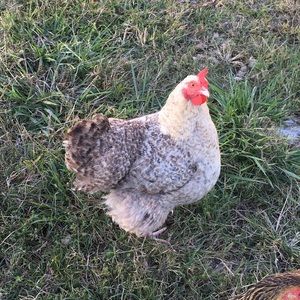 Meet your Posher, Shelly